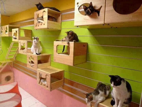 Creative Decor for Cats | Home Design, Garden & Architecture Blog Magazine