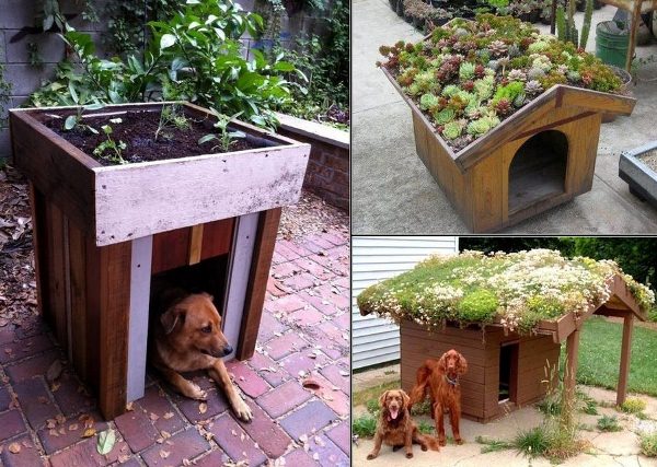 Build a Green Roof on Your Dog’s House | Home Design, Garden 