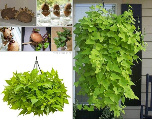 http://goodshomedesign.com/wp-content/uploads/2013/07/Potato-Vine-Plant.jpg