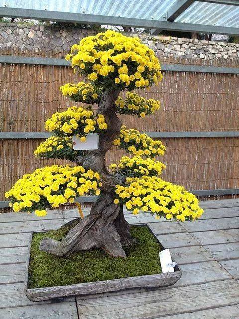 bonsai-tree