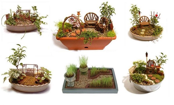 indoor miniature garden plants