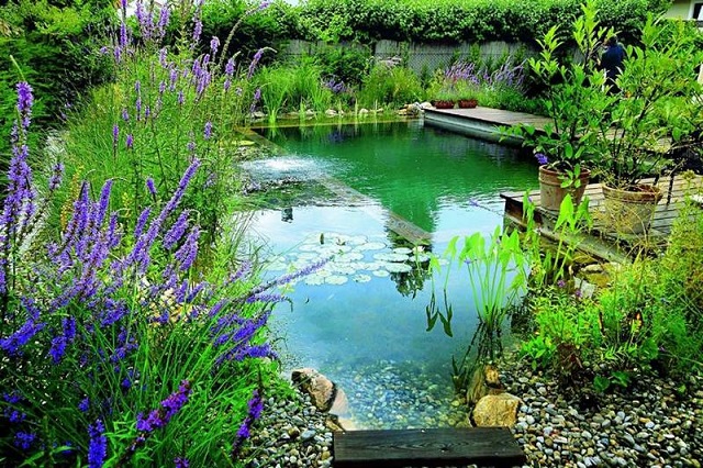 Natural-Swimming-Pond-1