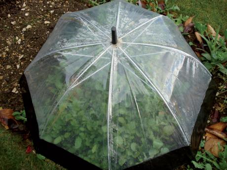 umbrella-garden-ideas-5