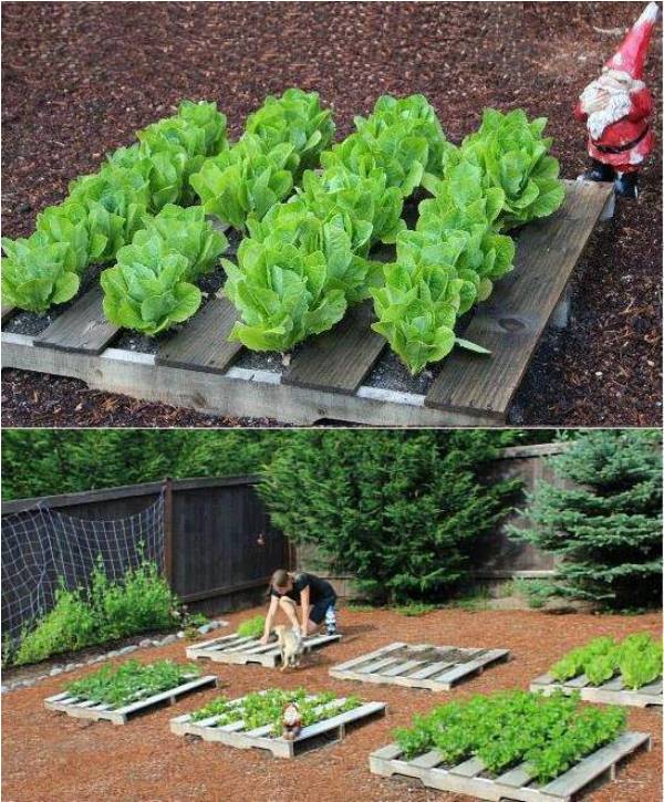 Pallets-for-raised-bed-gardening