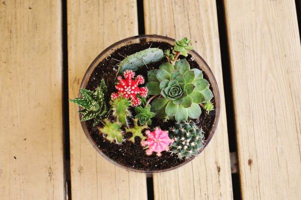 simple-cactus-garden-6