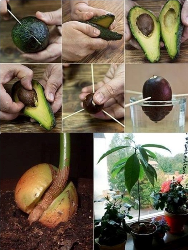 How To Grow An Avocado Tree