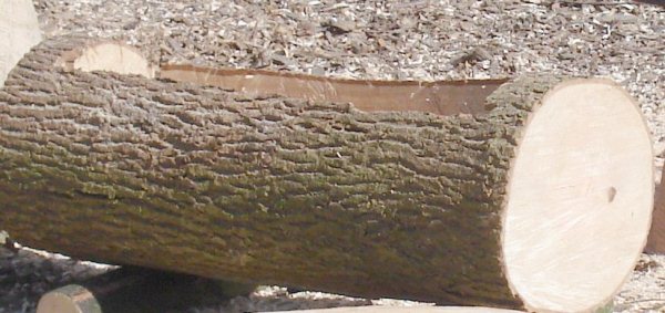 hollowed-log-planter-5