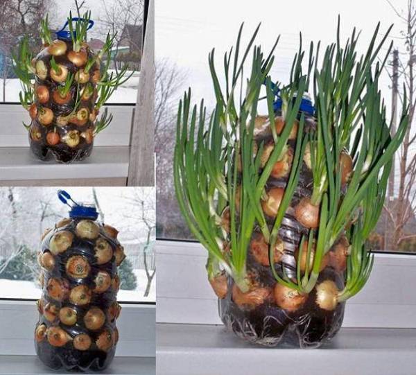 DIY-Vertical-Onion-Planter