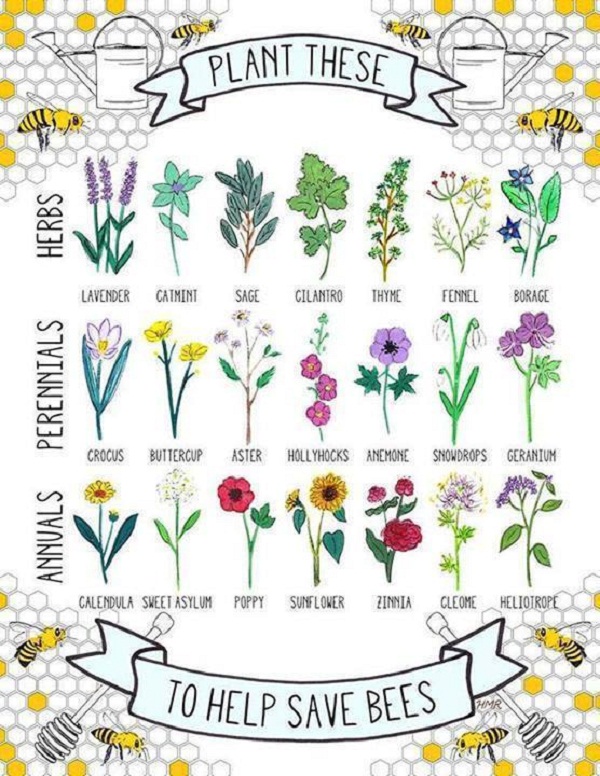 plant-restore-the-bee-population