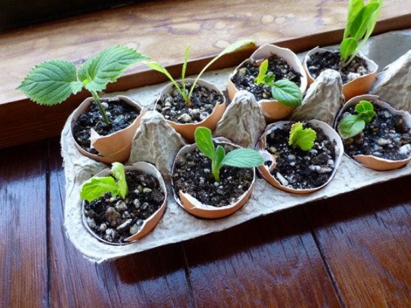 Seedlings-in-Eggshells