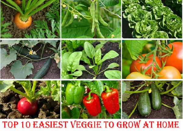 10-Vegetables-to-Grow-1