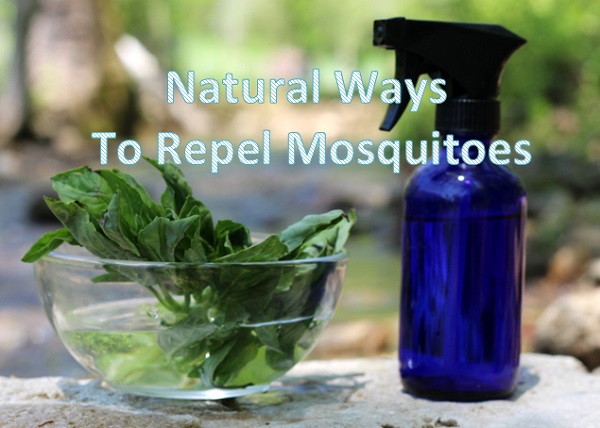 basil-mosquito-spray