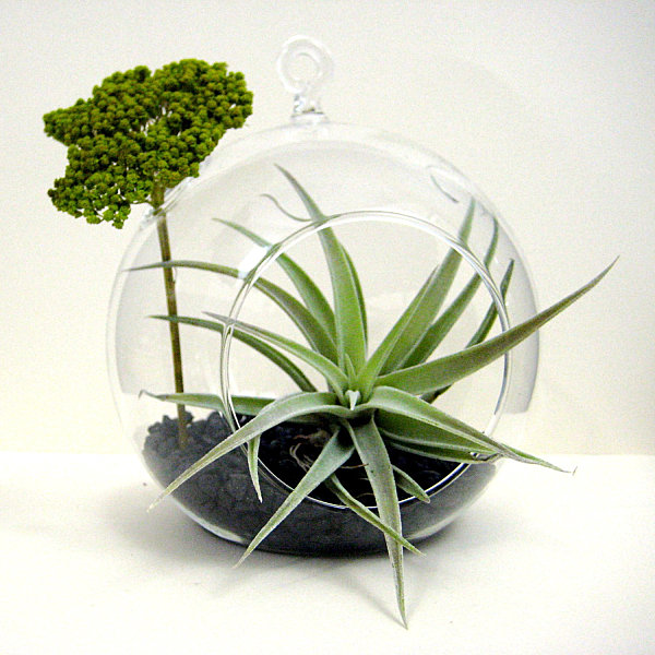 mini-air-plant-terrarium-5