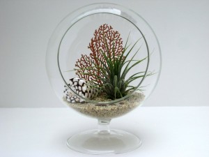 Easy Way to Customize an Air Plant Terrarium | Home Design, Garden ...