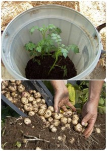 How To Grow 100 Pounds of Potatoes In a Barrel | Home Design, Garden ...