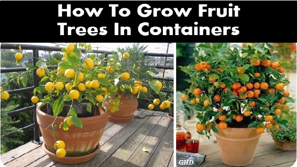 How To Grow Fruit Trees In Containers Home Design Garden And Architecture Blog Magazine 