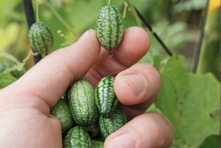 growing_cucumelons