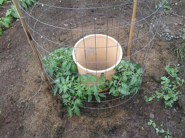 tomatos-need-water