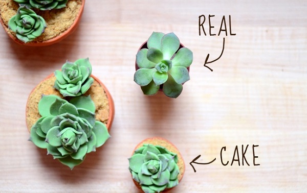 succulent-cupcakes