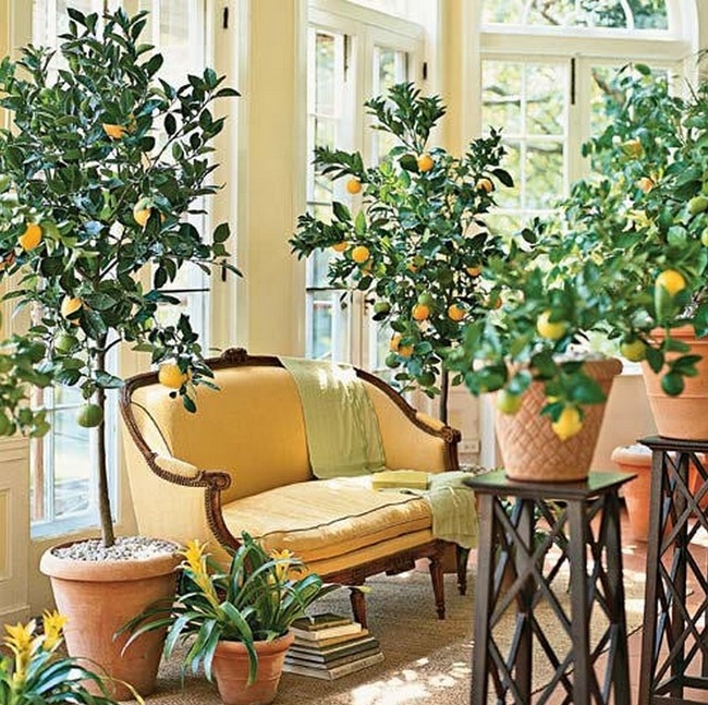 indoor-lemon-tree