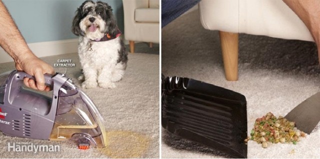 clean-carpet-pet-owners-640x319