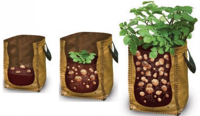 Growing-Potatoes-In-Bags