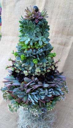 christmas-tree-succulent