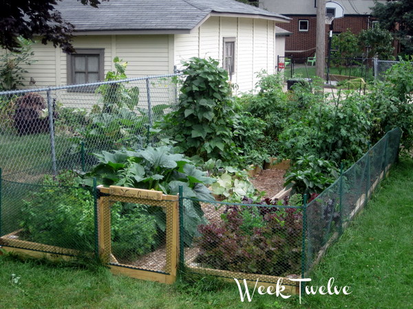 Vegetable-Gardening-2