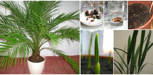 Grow-Date-Palm-from-Seeds
