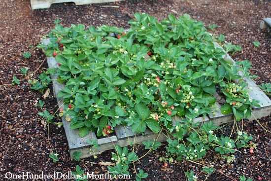 pallet-garden-strawberries