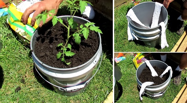 5 Gallon Bucket on Pinterest  5 Gallon Buckets, Buckets and