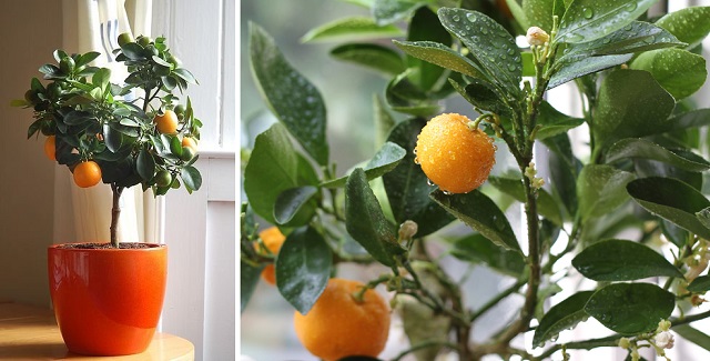 How To Grow A Clementine Tree In Your House Home Design Garden And Architecture Blog Magazine