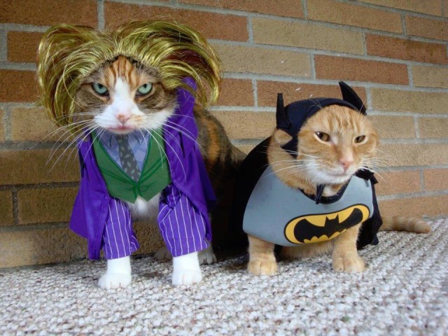 Cat-Costumes-for-Halloween-11
