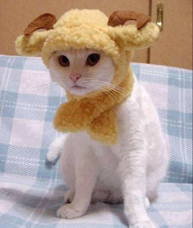 Cat-Costumes-for-Halloween-12