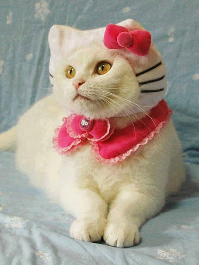 Cat-Costumes-for-Halloween-13