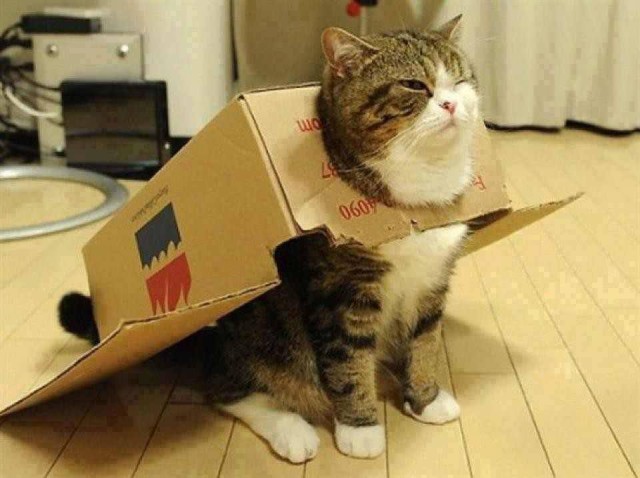 Cat-Costumes-for-Halloween-14