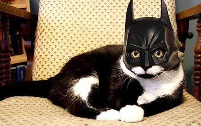 Cat-Costumes-for-Halloween-15