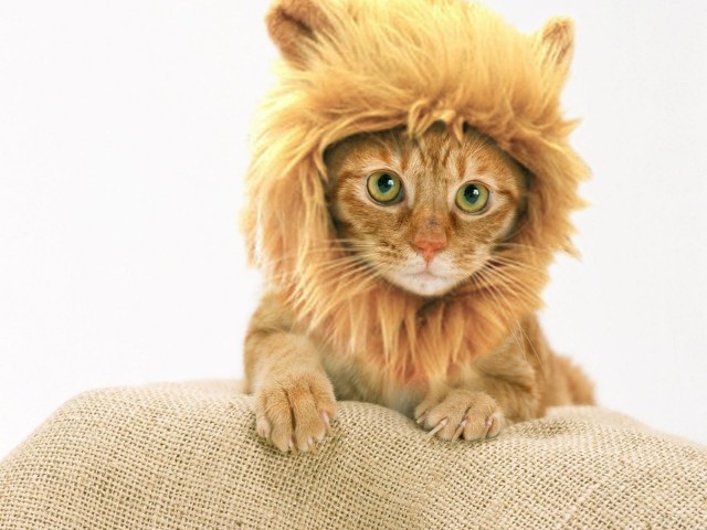 Cat-Costumes-for-Halloween-18
