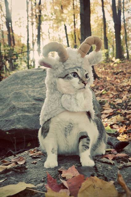 Cat-Costumes-for-Halloween-4