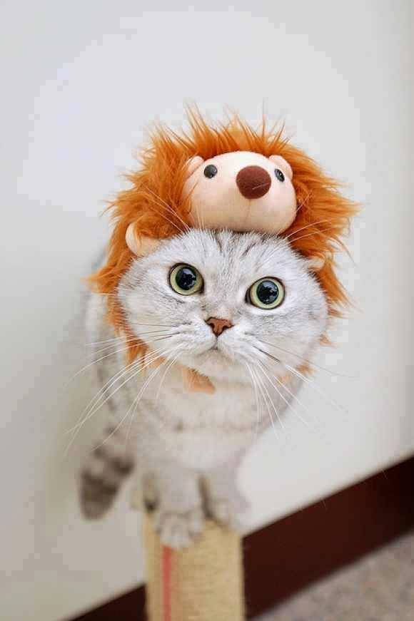Cat-Costumes-for-Halloween-6