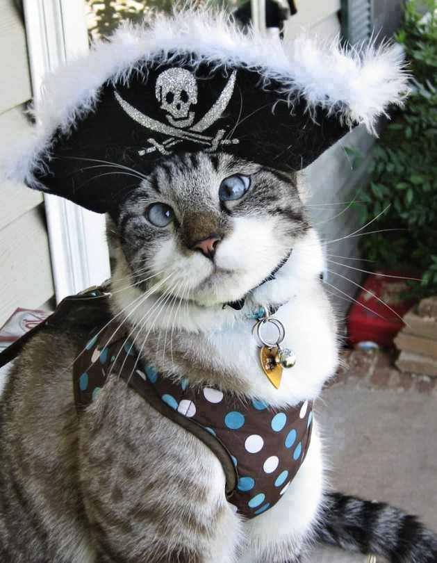 Cat-Costumes-for-Halloween-7