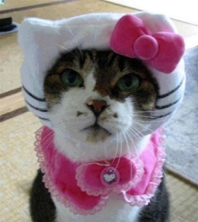 Cat-Costumes-for-Halloween-9