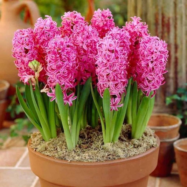 Hyacinth-plant-2