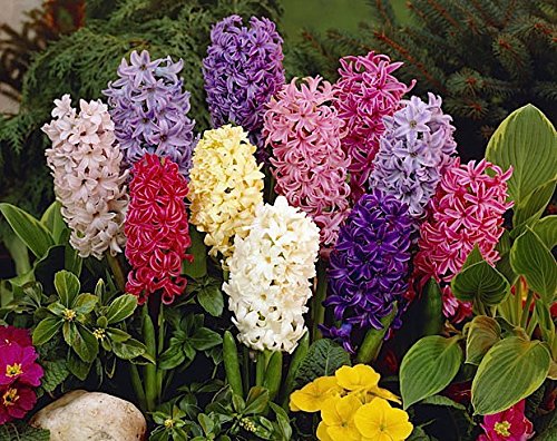 Hyacinth-plant-5