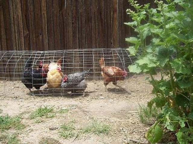 Moveable-Chicken-Tunnel-7