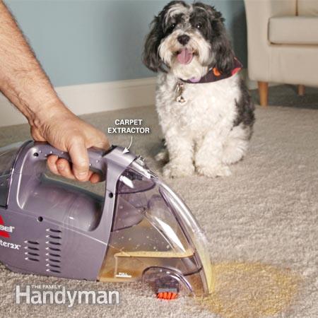 clean-carpet-pet-owners-1