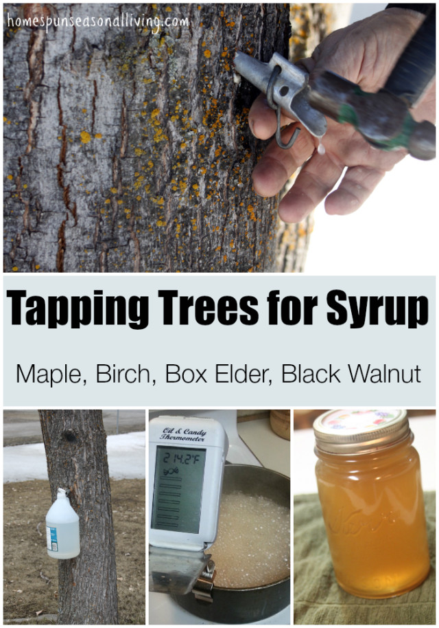 Tapping-Trees-for-Syrup