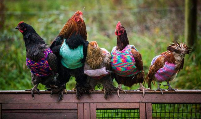 Chicken-Sweater