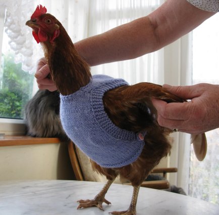 Chicken-Sweaters-1