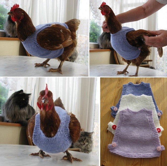 Chicken-Sweaters